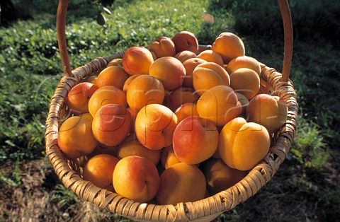 Basket of harvested Wachau apricots   Niedersterreich Austria   Wachauer Marille apricot has an   EU Designation of Origin