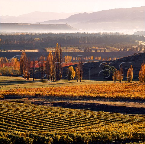 Elms Vineyard of Felton Road vineyards in the autumn Bannockburn New Zealand  Central Otago