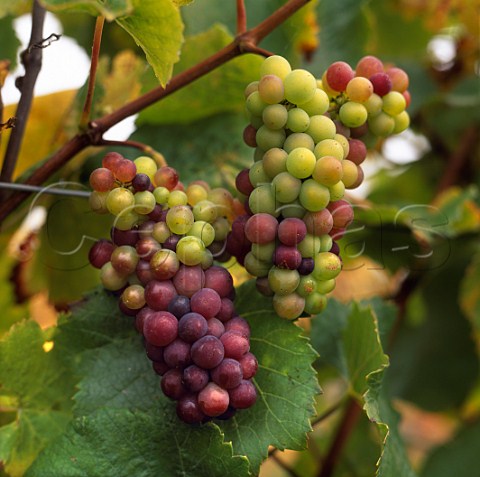 Veraison of Pinot Noir grapes
