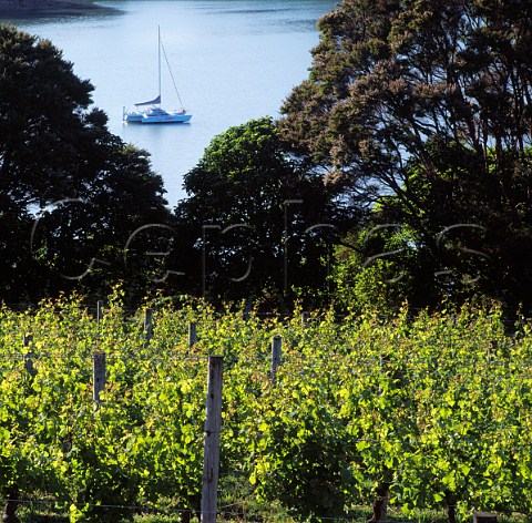 Vineyard of Goldwater Estate above Putiki Bay   Waiheke Island New Zealand