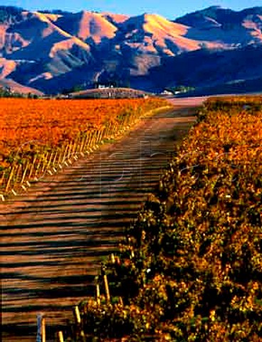 Autumnal Paragon Vineyards with the Santa Lucia   Mountains beyond San Luis Obispo Co California    Edna Valley AVA