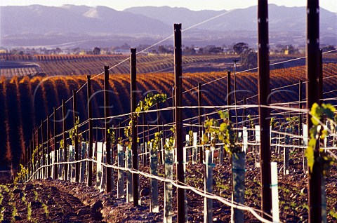 Newlyplanted vineyard of Meridian near   Paso Robles San Luis Obispo Co   California    Paso Robles AVA