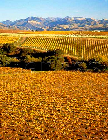 Byron Vineyards owned by Robert Mondavi on the   Santa Maria Mesa Santa Barbara Co California   Santa Maria Valley AVA