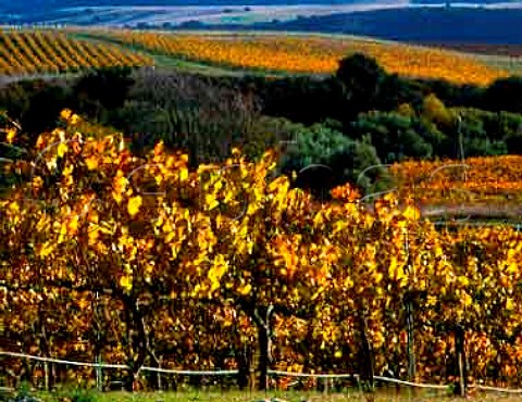 Cambria vineyards owned by KendallJackson   on the slopes of the San Rafael Mountains   Santa Barbara Co California   Santa Maria Valley AVA