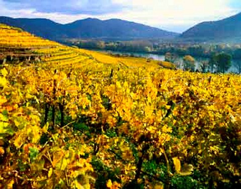 Autumnal vineyards between Weissenkirchen and   Durnstein in the Danube Valley Niedersterreich   Austria  Wachau