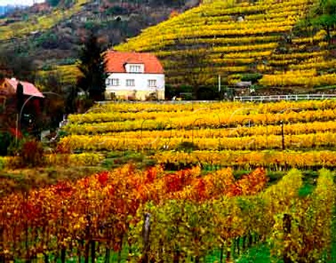 Autumnal vineyards between Weissenkirchen and   Durnstein in the Danube Valley Niedersterreich   Austria  Wachau