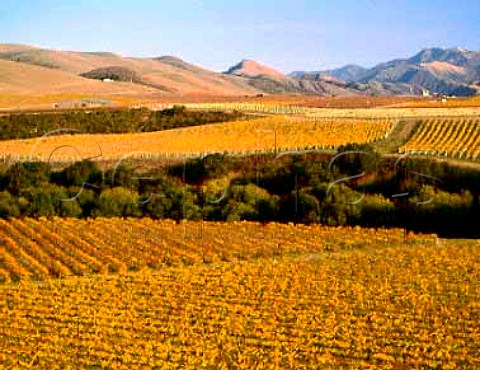 View over Byron vineyards to the Sierra Madre   Mountains Santa Barbara Co California  Santa Maria Valley AVA