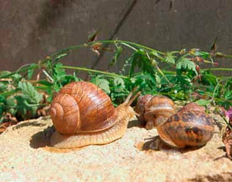 french snail farm