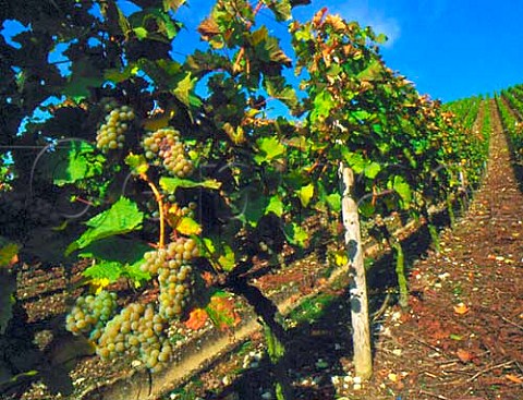 Riesling grapes in vineyard at Escherndorf   Franken Germany
