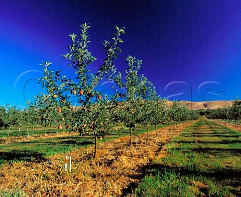Apple orchard in the Yakima Valley  Zillah Washington USA