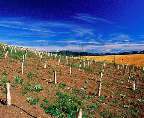 Young Tempranillo vines in grow tubes in the   newlyplanted Cobble Vineyard of Abacela Winery   Winston Oregon USA     Umpqua Valley AVA