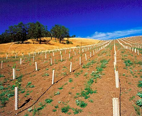 Young Tempranillo vines in grow tubes in the   newlyplanted Cobble Vineyard of Abacela Winery   Winston Oregon USA     Umpqua Valley AVA