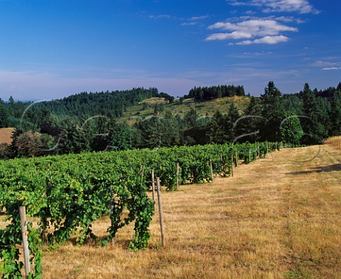 Seven Springs Vineyards in the Eola Hills owned by Mark Tarlov of Evening Land      Hopewell Oregon USA Willamette Valley 