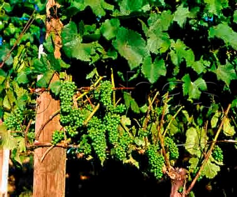 Pinot Noir grapes in midsummer  with the leaves   removed from around clusters to allow better ripening    in vineyard of Beaux Frres Newberg Oregon USA   Willamette Valley AVA