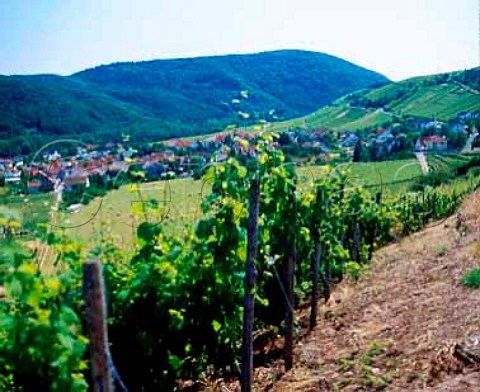 Vineyards above the Nahe River at Niederhausen   Germany    Nahe