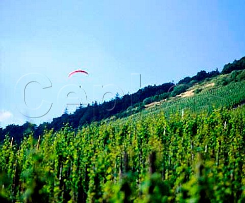 Paragliding above the vineyards near Graach  Germany      Mosel