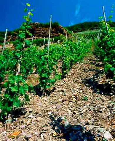 Red slate soil in the Erdener Treppchen vineyard  Erden Germany    Mosel