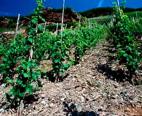 Red slate soil in the Erdener Treppchen vineyard  Erden Germany    Mosel