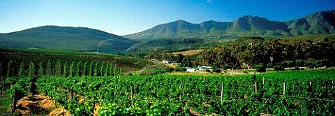 Hamilton Russell Vineyards in the Hemel en Aarde   Valley Hermanus South Africa    Overberg WO