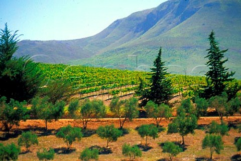 Hamilton Russell Vineyards and olive   grove in the Hemel en Aarde Valley   Hermanus South Africa    Overberg WO