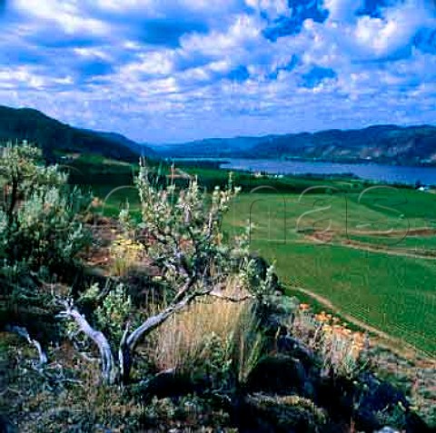 Black Magic Vineyard of Mission Hill above   Osoyoos Lake  the edge of the vineyard is actually the border with the USA Osoyoos British Columbia Canada   Okanagan Valley VQA