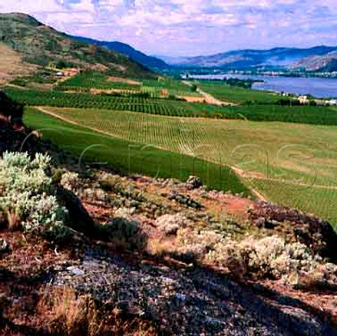 Black Magic Vineyard of Mission Hill above   Osoyoos Lake  the edge of the vineyard is actually the border with the USA Osoyoos British Columbia Canada   Okanagan Valley VQA