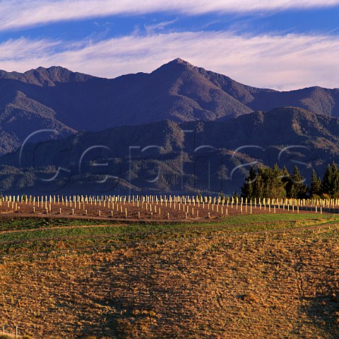 New vineyard on ridge between Brancott Valley and Hawkesbury Valley with Mount Riley beyond This is one of the first to be planted in the hills Marlborough New Zealand