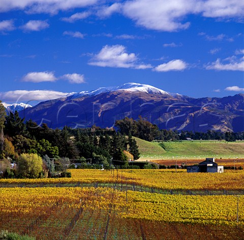 Saint Clair Awatere Valley Vineyard   Marlborough New Zealand