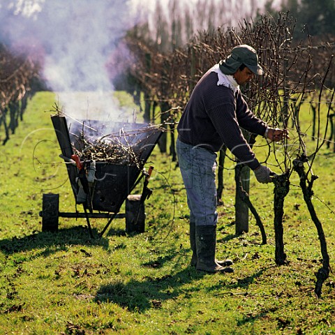 Pruning in vineyard of Kumeu River Wines   Kumeu New Zealand