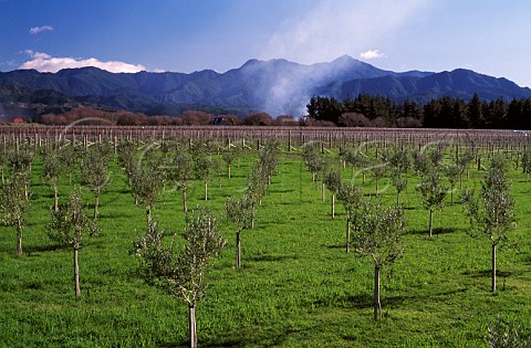 Young olive trees on Seresin Estate   Marlborough New Zealand