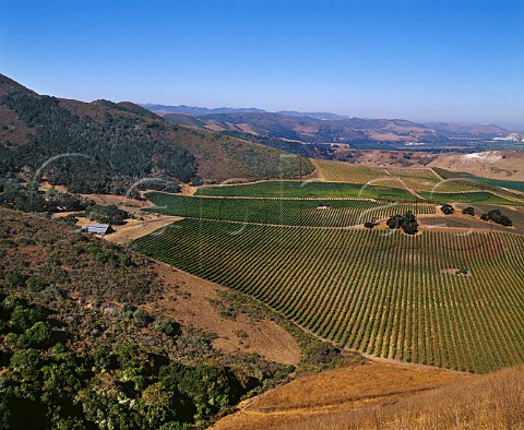 Sanford  Benedict vineyard with La Rinconada vineyard beyond  Sanford Winery Buellton Santa Barbara Co   California Santa Rita Hills  Santa Ynez Valley AVAs