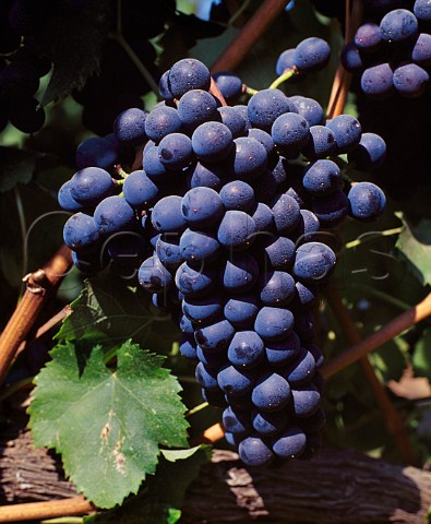 Refosco grapes in the Bien Nacido Vineyard of   Au Bon Climat   Santa Maria Santa Barbara Co   California     Santa Maria Valley AVA