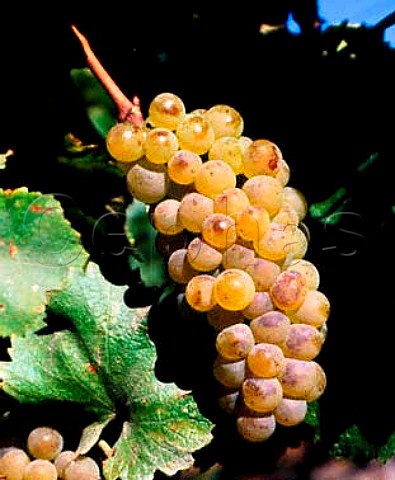 Chardonnay grapes of Acacia Winery   Napa California  Carneros AVA