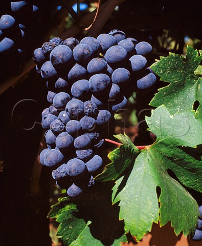 Zinfandel grapes in Summit Lake Vineyard   Angwin Napa Co California   Howell Mountain AVA
