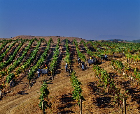 Harvesting Chardonnay grapes in vineyard of Artesa Napa California Carneros AVA