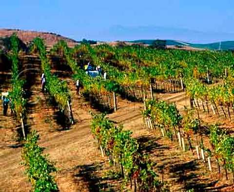Harvesting Chardonnay grapes in vineyard of Artesa   Napa California      Carneros AVA