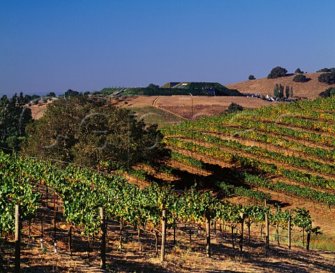 View over Chardonnay vineyard to the winery of Artesa Napa California Carneros