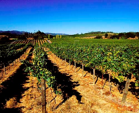 Stefani Ranch vineyard of Gallo Sonoma Healdsburg   Sonoma Co California   Dry Creek Valley AVA