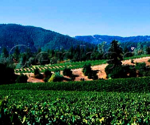 Stefani Ranch vineyard of Gallo Sonoma Healdsburg   Sonoma Co California   Dry Creek Valley AVA