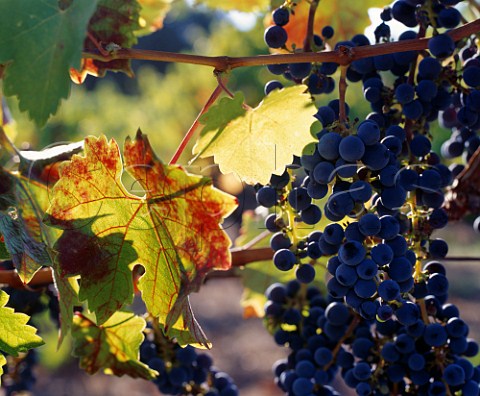 Small berried clusters of Cabernet Sauvignon grapes  in vineyard of Laurel Glen Glen Ellen Sonoma Co  California  Sonoma Mountain AVA