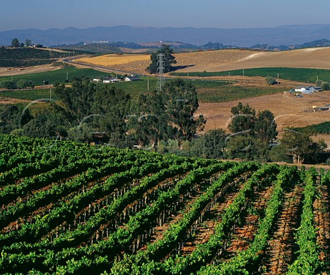 Robert Mondavi Carneros vineyard Napa California Carneros AVA