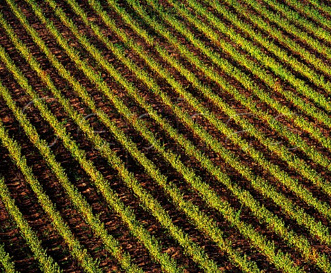 Vine rows in Robert Mondavi Carneros vineyard Napa California Carneros AVA