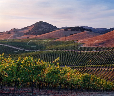Evening light on Robert Mondavi Carneros vineyards  Napa California  Carneros AVA