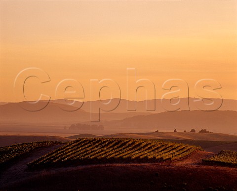 Evening light on Robert Mondavis Carneros Vineyard Napa California   Carneros AVA