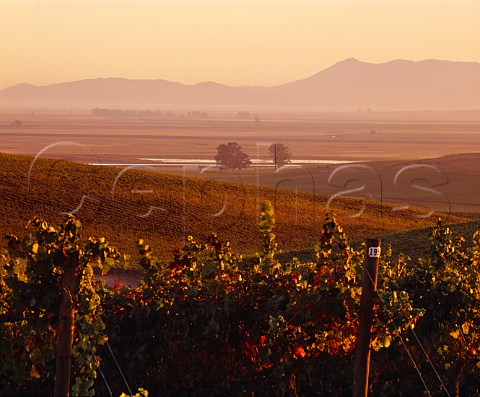 Evening light on Robert Mondavi Carneros Vineyards with the marshland surrounding San Pablo Bay in distance Napa Valley California  Carneros AVA