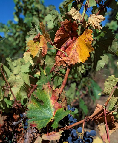 Vine affected by Pierces Disease  Napa Valley California
