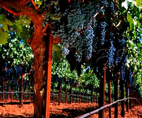 Cabernet Sauvignon grapes in Staglin Family   Vineyard Rutherford Napa Co California