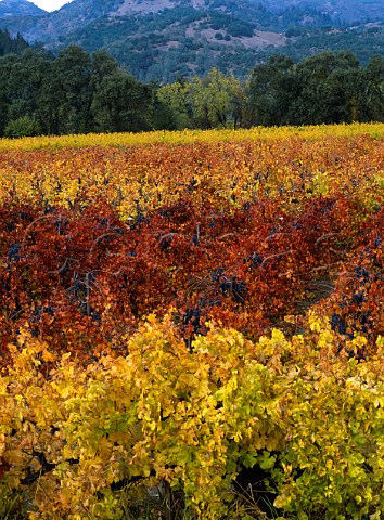 Autumn red leaves in a block of old Barbera vines in   a vineyard of Heitz Calistoga Napa Co California