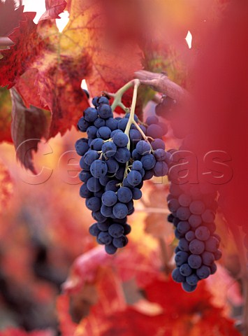Barbera grapes in a vineyard of Heitz   Calistoga Napa Valley California