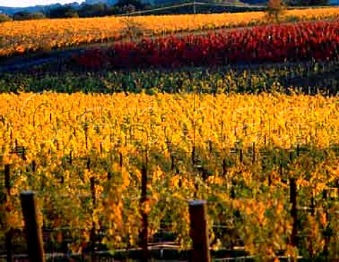 Autumnal vineyard of Field Stone Winery Healdsburg   Sonoma Co California    Alexander Valley AVA